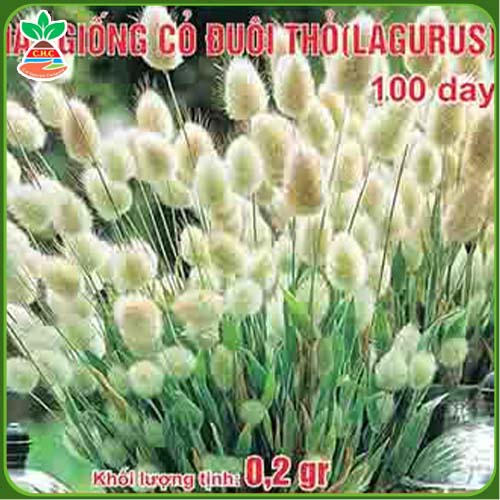 Rabbittail grass seeds